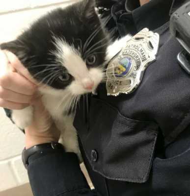 Офицер полиции приехала на вызов, чтобы забрать кошку и отвезти ее в приют - вместо этого кошка отправилось к домой к офицеру
