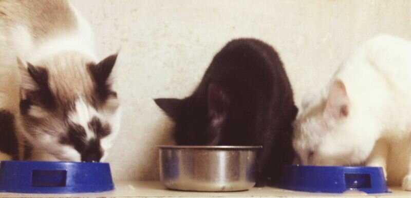 Кошек нужно кормить всего 1 раз в день?