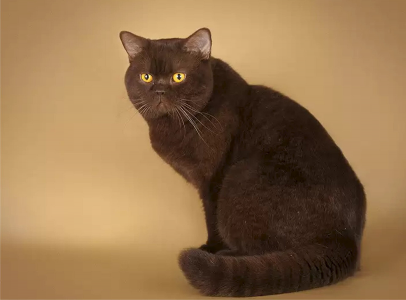 ТОП-5 самых редких окрасов у кошек