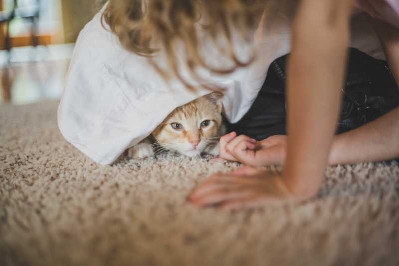 От каких привычек лучше отказаться владельцам кошек?