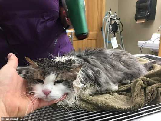 Ветеринары спасли кошку, температура которой опустилось так низко, что ее невозможно было измерить термометром