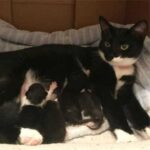 Бездомная кошка была спасена с улицы и родила в приюте три котенка - они все имели почти 100% сходство со своей мамой