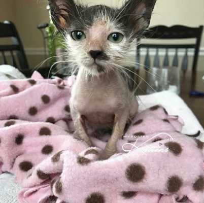 Облысевшей маленькой кошечке оставалось жить неделю - но добрая девушка спасла и выходила ее, теперь кошка красавица