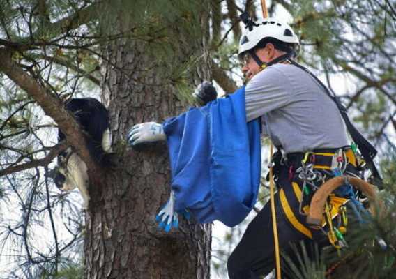 Пенсионер из США открыл свое дело по спасению котиков с деревьев и снял оттуда несколько сотен питомцев - он работает бесплатно