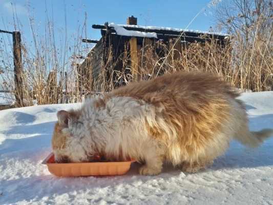 Хатико из Златоуста - рыжий кот полтора года жил на пепелище дома своих хозяев и каждый день ждал их на дороге