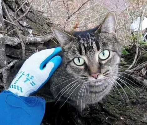 Пенсионер из США открыл свое дело по спасению котиков с деревьев и снял оттуда несколько сотен питомцев - он работает бесплатно