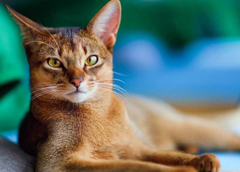 ТОП-5 самых умных пород кошек по версии владельцев