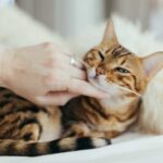 Почему кошкам нравится, когда их гладят?