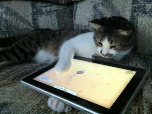 Что вышло из идеи подарить котикам из приюта планшеты для игр