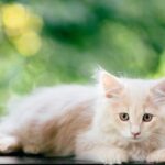 ТОП-5 самых редких окрасов у кошек
