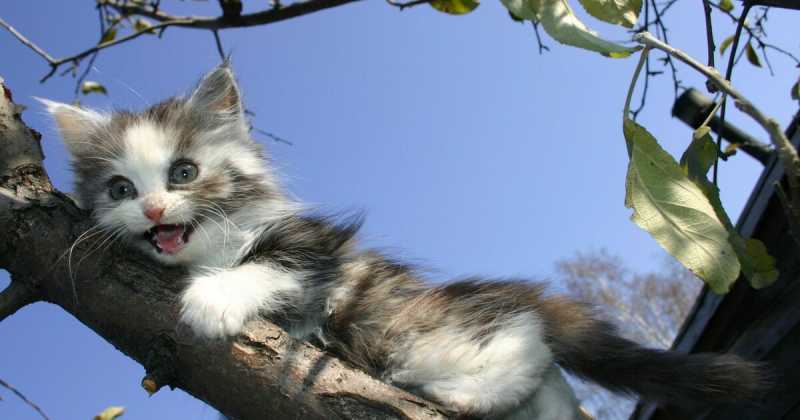 Почему кошки не умеют спускаться с деревьев?