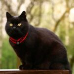 Несколько необычных поверий и примет из разных стран, связанных с черными кошками