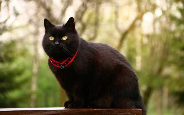 Несколько необычных поверий и примет из разных стран, связанных с черными кошками
