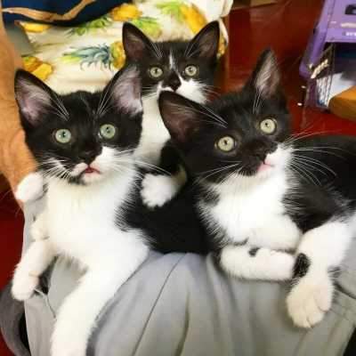 Бездомная кошка бала спасена с улицы и родила в приюте три котенка - они все имели почти 100% сходство со своей мамой