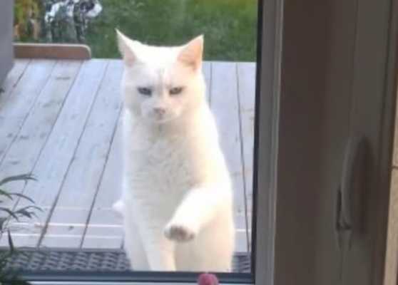 Кошка приходила к дому, садилась перед дверью и жалобно мяукала, выпрашивая еду - на самом деле она была аферисткой