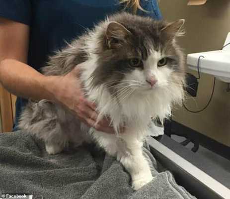 Ветеринары спасли кошку, температура которой опустилось так низко, что ее невозможно было измерить термометром