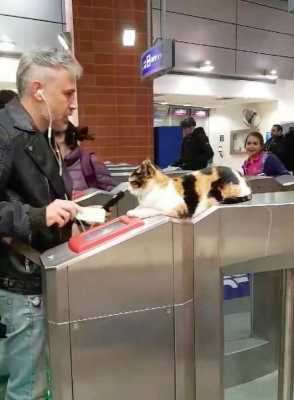 Самый приятный контролер, которого мы знаем - в Израиле бездомная кошка облюбовала турникет и проверяет билетики