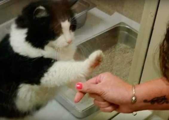 Кошка очень хотела найти себе хозяина и поднимала лапку в приветсвии перед каждым человеком - наконец, она нашла то, что искала