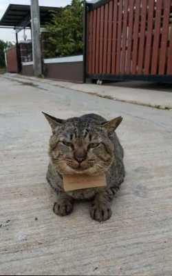 Кот сбежал от хозяина на три дня, а вернулся с долгами и запиской от владелицы магазина