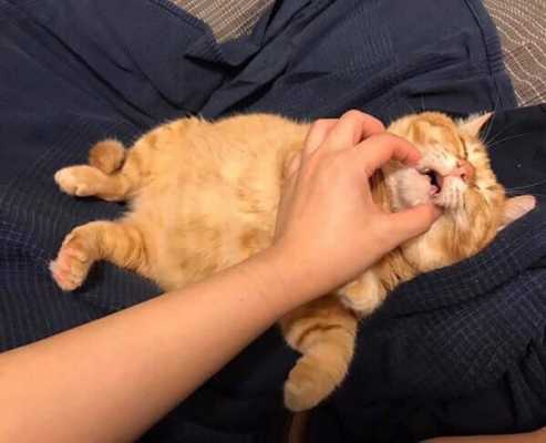 Спящая красавица: рыжий кот, подобранный с улицы, прославился на весь интернет благодаря сну - он спит около 20 часов в сутки