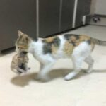 Деловая кошка с котенком в зубах шла по коридору больницы прямиком в кабинет к врачам - что ей было там нужно