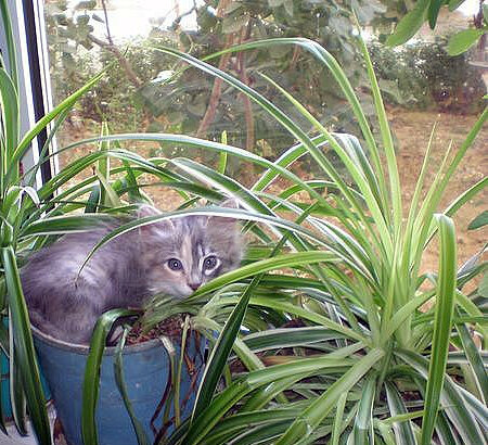 Вредные и полезные комнатные растения для кошек