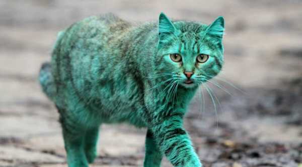 На улицах города был обнаружен кот с необыным окрасом - в чем причина зеленого оттенка его шерсти