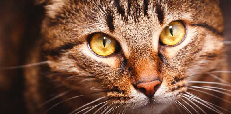 Почему кошки редко моргают?