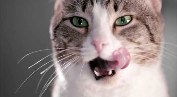Кто же на самом деле является этим самым котом Борисом из рекламы сухих кормов Kitekat