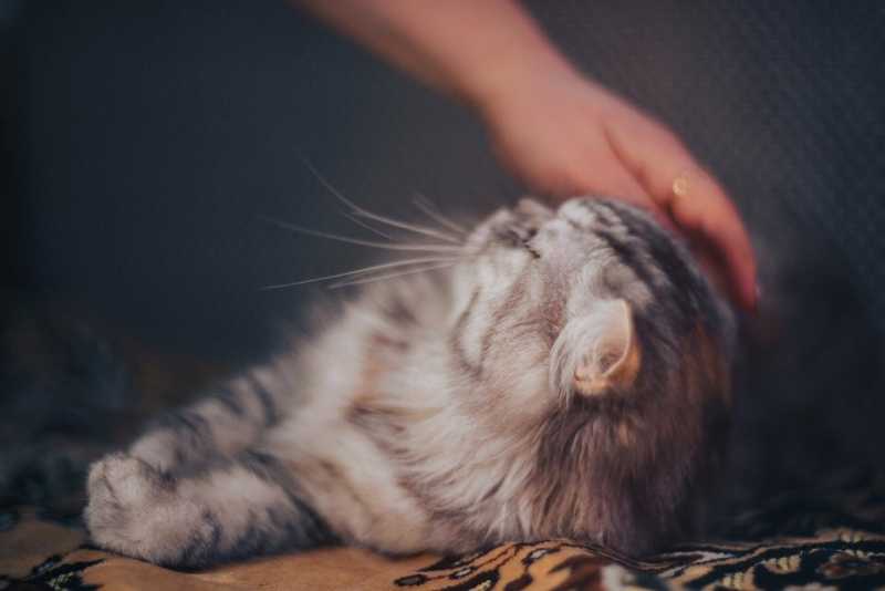 6 признаков стресса у кошки и как помочь