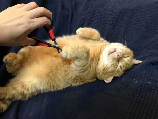 Спящая красавица: рыжий кот, подобранный с улицы, прославился на весь интернет благодаря сну - он спит около 20 часов в сутки