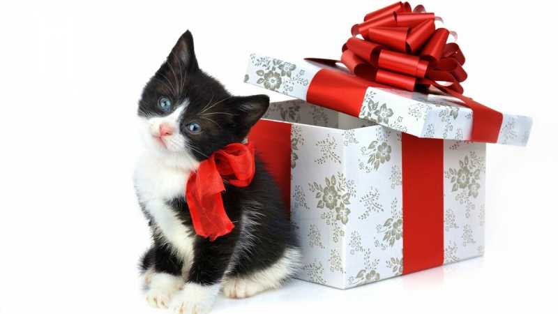 Кошка - хороший подарок? Ответ не так очевиден