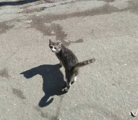 Уличная кошка отблагодарила пенсионера, который заботился о ней, и спасла от кражи его автомобиль - он взял ее домой