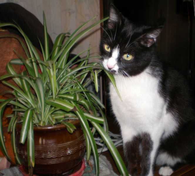 Вредные и полезные комнатные растения для кошек