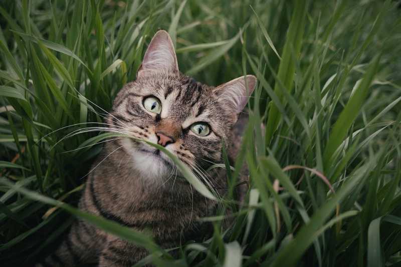 Почему кошки едят траву?