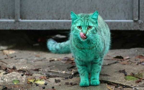 На улицах города был обнаружен кот с необыным окрасом - в чем причина зеленого оттенка его шерсти