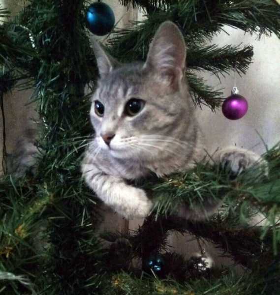 Не буду наряжать ёлку из-за кота. Или Как безопасно для кошек украсить ёлку к Новому году