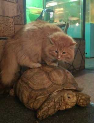 Из иркутского зоопарка попытались сбежать две огромные черепахи - побег не удался, их поймал большой рыжий кот-перехватчик