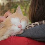 5 причин, почему кошки делают нас счастливее и здоровее