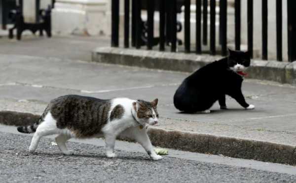 За что кота, штатного работника британского Министерства иностранных дел, чуть было не уволили с работы