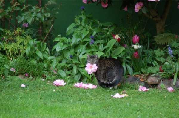 Кошка так любит свою хозяйку, что весной и летом балует ее красивыми подарками из сада (своего и соседского)