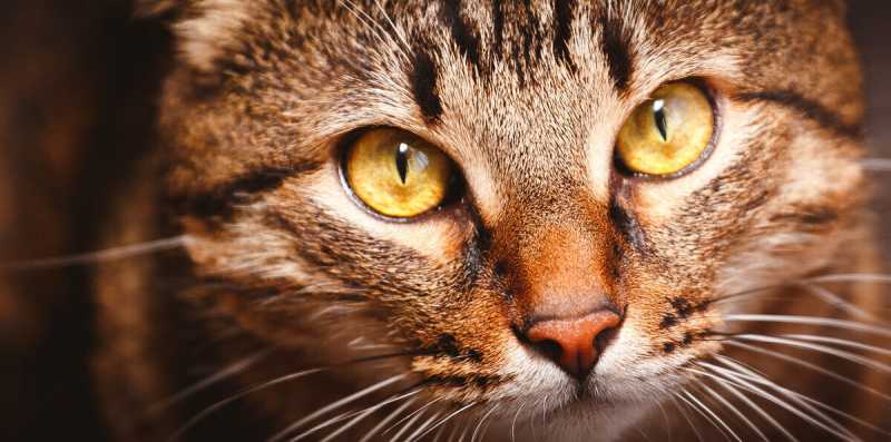 Почему у мелких кошек зрачки вертикальные, а у крупных круглые?