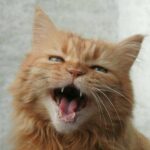 Приложение MeowTalk делает кошачье мяуканье более понятным
