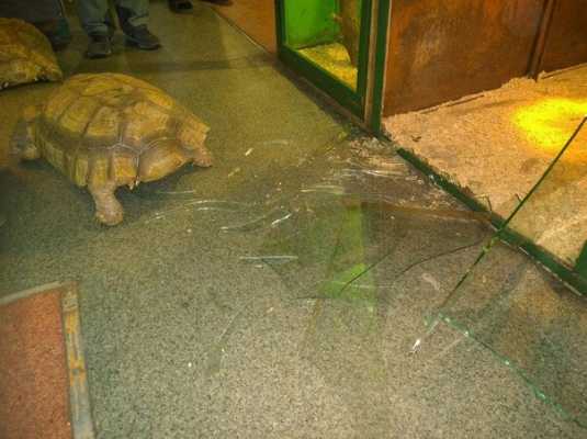 Из иркутского зоопарка попытались сбежать две огромные черепахи - побег не удался, их поймал большой рыжий кот-перехватчик
