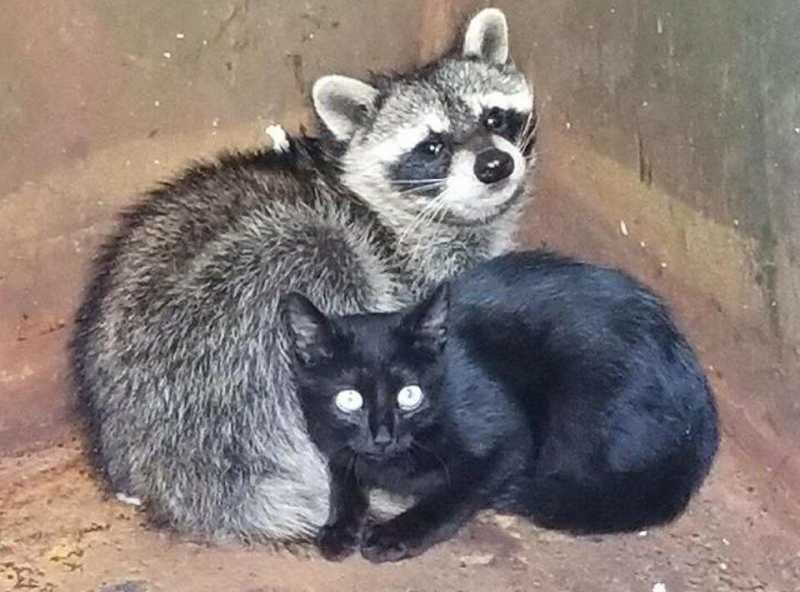 Кот и енот найдены в мусорном контейнере, обнимающимися, чтобы согреться