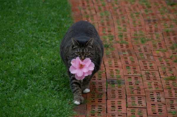 Кошка так любит свою хозяйку, что весной и летом балует ее цветами - она приносит их в зубках каждый день