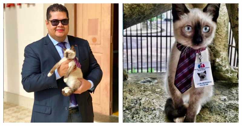 Люди жаловались на бездомного кота в адвокатской приемной, пришлось сделать его юристом
