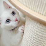 5 причин, по которым вы не должны наказывать свою кошку