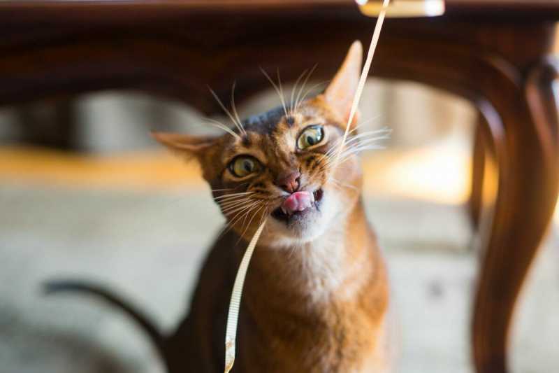 Почему кошки едят несъедобные предметы?