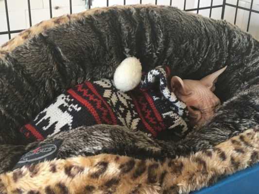 Мужчина принес ветеринарам пакет со своей кошкой и попросил усыпить животное - в глазах питомицы стояли слезы